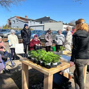 Dłonie uczestników sadzą rośliny w podwyższonej grządce, obok widać talerzyk z cebulkami.
