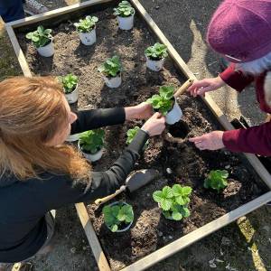 Dwie osoby sadzą rośliny w podwyższonej grządce z pomocą małych łopatek.