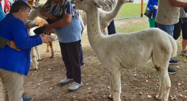 osoby karmiące alpaki