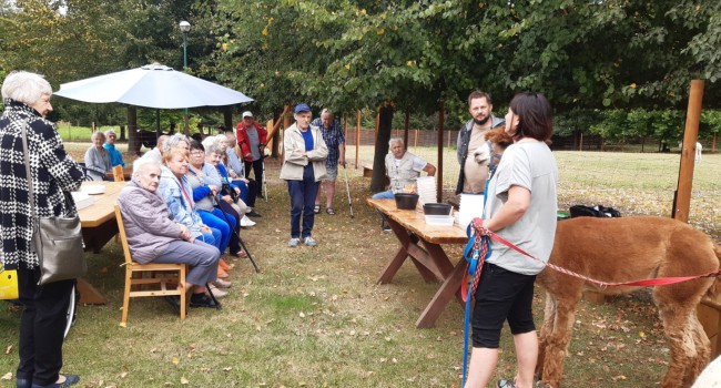 osoba z alpaką przed siedzącymi uczestnikami